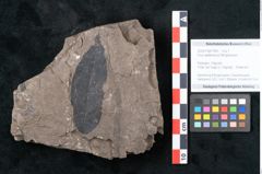 Foto (Objekt + Etikett) von Ficus wetteravica Ettingshausen (NHMW-GEO-2024-0188-7990)